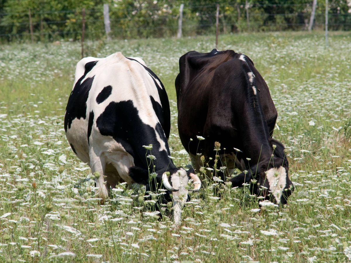 First suspected bluetongue outbreak in Northern Ireland under investigation