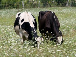 Supporting image for story: First suspected bluetongue outbreak in Northern Ireland under investigation