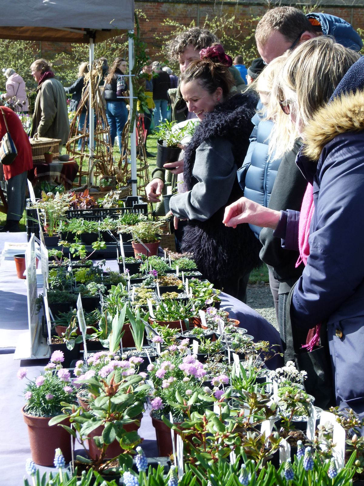 Historic walled garden opens for plant fair in Staffordshire town