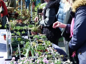 Supporting image for story: Historic walled garden opens for plant fair in Staffordshire town