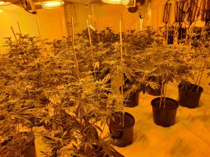 Supporting image for story: Police uncover 150-plant cannabis factory in Smethwick raid