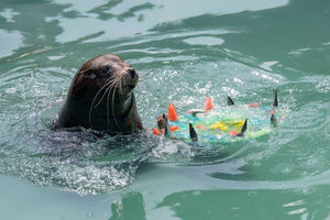 The sea lions had a beautifully sculpted ice cake, filled with fish.