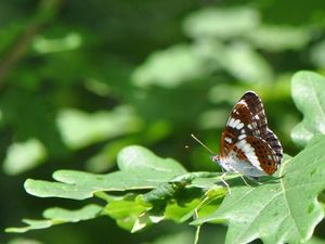 Supporting image for story: Trust awarded nearly £10,000 to help monitor wildlife in Wyre Forest 