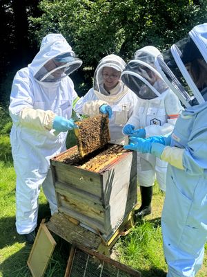 양봉가들은 South Staffordshire & District Beekeepers Association의 Shugborough Hall 교육 양봉장에서 꿀벌 군체를 관리합니다.
