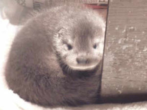 Supporting image for story: Orphaned otter cub found by side of road
