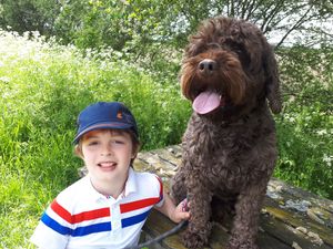 Supporting image for story: Search is on for missing dog,  Teddy, in north Shropshire