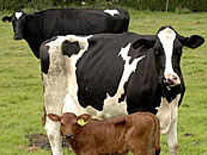 Supporting image for story: Cattle so close to a calamity