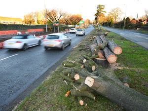 Supporting image for story: Trees felled to widen road for ‘gateway’ in Wolverhampton