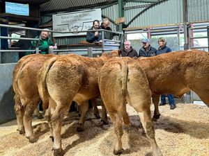 Supporting image for story: Store cattle trade “on fire” at Bishop's Castle as buyers travel nationwide