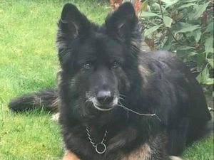 Supporting image for story: 'Poster boy' for retired police dogs in Shropshire region dies