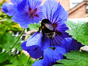 Supporting image for story: Weather for the weekend as the bees carry on regardless of the rain