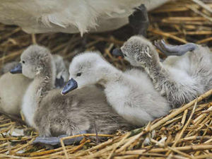 Supporting image for story: Cygnets along River Sow are hit by floods