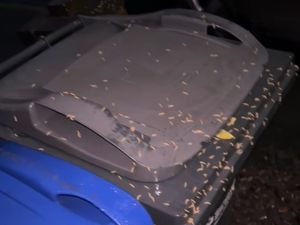 Supporting image for story: Mother-of-five 'horrified' as garden crawling with maggots amid bin strikes