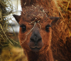 'Buttons', from The Alpaca Farm, Cherrington