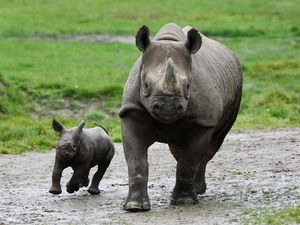 Supporting image for story: Population of critically endangered African rhino ‘slowly increasing’