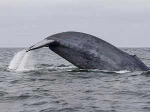 Supporting image for story: Blue whales rely on memory to go to best feeding sites, study finds