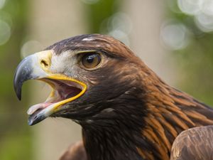 Supporting image for story: Golden eagles could be reintroduced to England for first time in 150 years