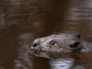 Supporting image for story: ‘Watershed’ moment as first legal wild release of beavers in England takes place