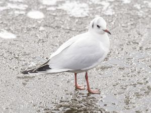 Supporting image for story: Temperatures set to plummet across UK after ‘warmest New Year’s Eve on record’