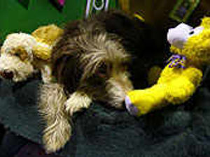 Supporting image for story: Another selection of pictures from Crufts