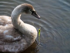 Supporting image for story: Second cygnet found hurt by fishing hook in Telford
