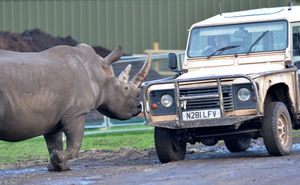 An Indian rhino at West Midland Safari Park