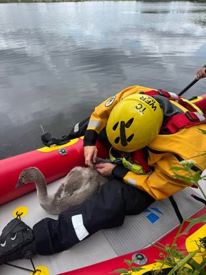Telford firefighters at Trench Pool, where they were helping a young swan which had become trapped in wire. Photo: Shropshire Fire and Rescue 