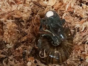 A Powelliphanta augusta snail lays an egg from its neck