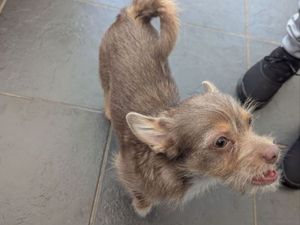 Supporting image for story: Telford man banned from keeping animals for 10 years after puppy abuse caught on video