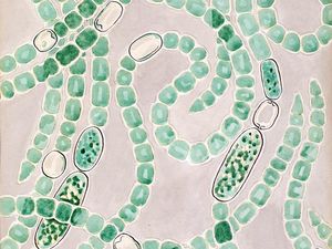 Supporting image for story: Early life on Earth ‘limited by a single enzyme’