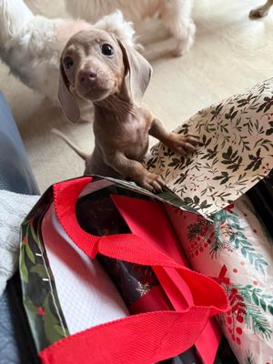 Comet was shown looking brighter and happier on Christmas Day. Photo: Ravens Return UK