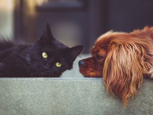 Supporting image for story: Dog park owners plan for pet crematorium and chapel of rest