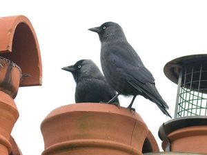 Supporting image for story: Bird's nest causes Market Drayton chimney fire