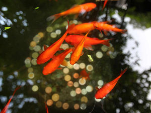 Supporting image for story: Letter: A goldfish is a cruel prize