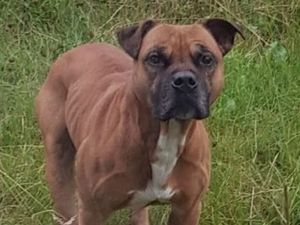 Supporting image for story: 'Dangerous' dog remains on the loose in Shropshire as cops use drone in 'extensive search' 