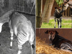 Supporting image for story: Watch: Birth of rare African 'unicorn' caught on camera at Chester Zoo