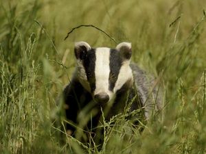 Supporting image for story: Badger culling zones to be extended in Shropshire and Staffordshire