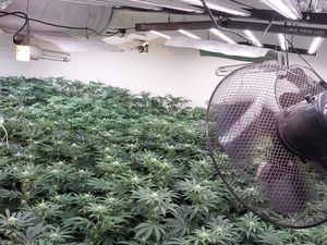 Supporting image for story: Police issue update on cannabis raid at Willenhall property