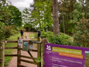 Dog owners have been urged to keep their pets on leashes when visiting Kinver Edge