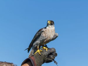 Supporting image for story: Government backs end to licensed ‘wild take’ of birds of prey for falconry