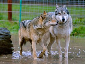 Supporting image for story: Coronavirus: Hoo Farm appeals for money to keep animals fed