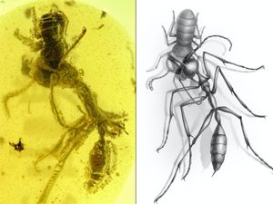 Supporting image for story: Ancient ‘hell ant’ in midst of devouring prey found preserved in amber