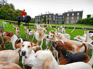 Supporting image for story: Poll: Should there be a complete ban on hunts?