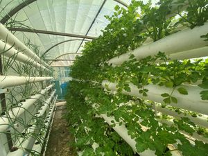 Crops growing in Jordan
