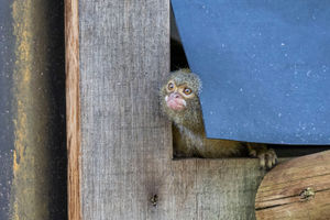 The troop of six mini monkeys ventured outside for the first time last week.
