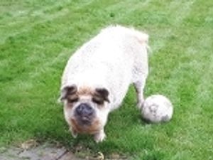 Supporting image for story: Police help rescue Polly the pig in Much Wenlock