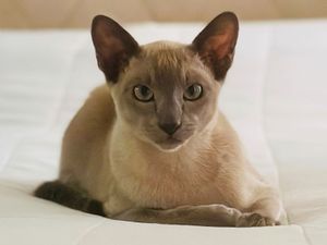 Supporting image for story: Laundry stealing cat Leonardo da Pinchy becomes subject of internet appeal