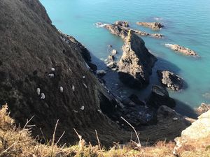 Supporting image for story: Sheep rescued from seacliff in dramatic abseiling scenes