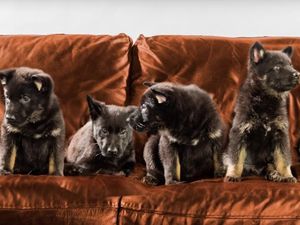 Supporting image for story: WATCH: New West Midlands Police puppies named after Friends characters