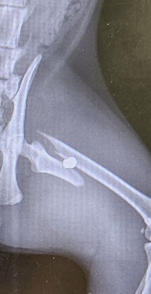 X-ray imaging showing the pellet located between two broken bones